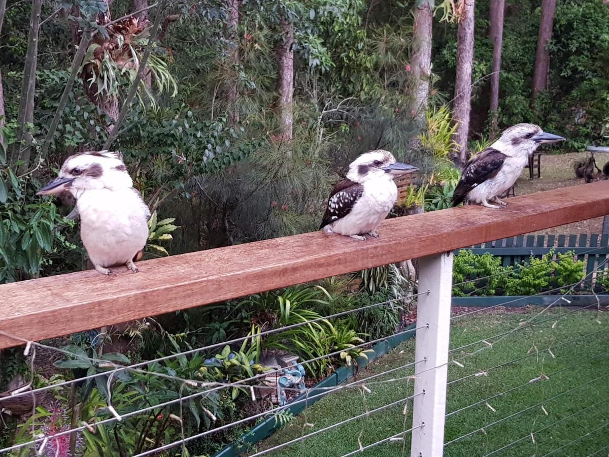 Buderim Forest Hideaway Екстериор снимка