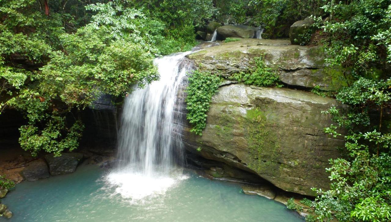 Buderim Forest Hideaway Екстериор снимка